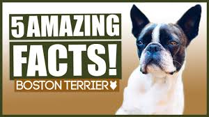 boston terrier facts 5 amazing facts