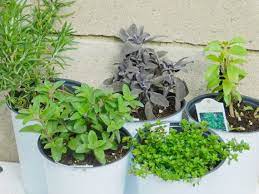 Herb Plants Kitchen Essentials Variety