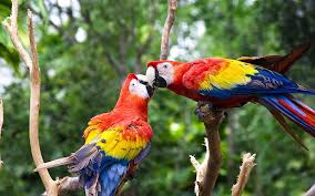 cute love bird colorful parrot hd
