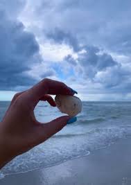 You will find beachfront cottages with expansive shelling beaches; 120 Sanibel Sea Shells Ideas Sanibel Sea Shells Sanibel Island