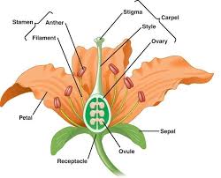 of flower with a well labelled diagram