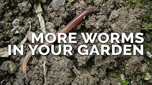 earthworms to your garden