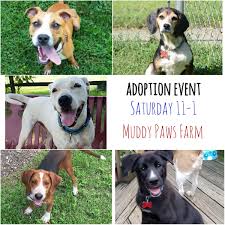 Looking for a dog to adopt? Petconnect Rescue On Twitter Looking For A Furry Family Addition Dog Adoption Event Today At Muddy Paws Farm 11 1 Pm 26330 Mullinix Mill Rd Mt Airy Md 21771 Petconnectrescue Saturday Https T Co Suicbgkddq