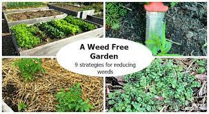 A Weed Free Garden 9 Strategies For