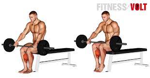 barbell seated calf raise exercise how