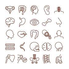 corps humain, anatomie, organes, santé, icônes, collection, ligne, style  2614819 Art vectoriel chez Vecteezy