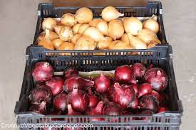 Gardener Storing Your Homegrown Onions