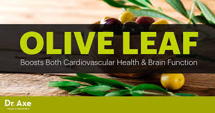 olive leaf extract benefits uses