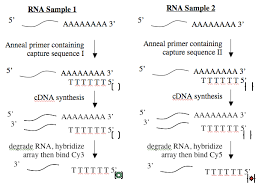 If rna is sheared beforehand, oligo(dt). 20 109 F08 Mod 2 Day 7 Cdna Synthesis And Microarray Openwetware