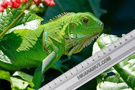 Green Iguana Growth Chart Size And Length Iguana Hut