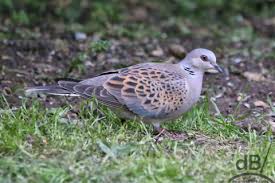 the turring purring turtle dove