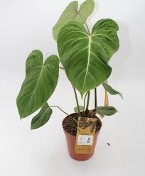 Buy Philodendron Gloriosum Houseplant