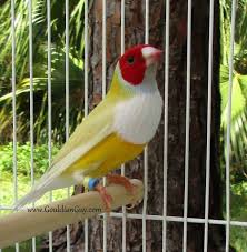 green back lady gouldian finch the