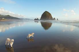 10 best dog friendly beaches in the u s