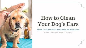 how to clean your dog s ears river