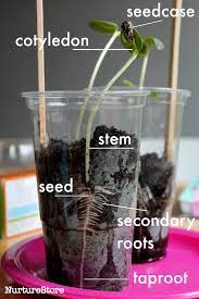 How long do sunflowers seed take to grow? Sunflower Seed Growing Lesson For Children Nurturestore