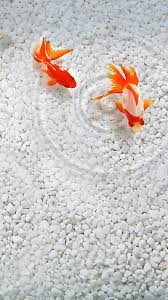 100 goldfish wallpapers wallpapers com