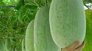 Image result for winter melon