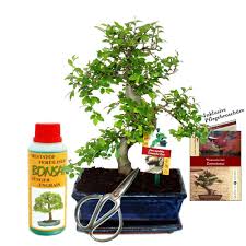 gift set bonsai ulmus chinese elm