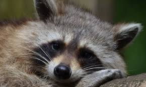 If you don't have a raccoon problem yet, but you've seen them in your area, you'll want to start with prevention. Animals Under The Deck Now What Pest Control Services Burlington Oakville Pest Extermination