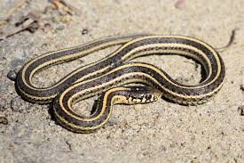 The general color of the eastern gartersnake is variable; Plains Gartersnake Thamnophis Radix Amphibians And Reptiles Of South Dakota