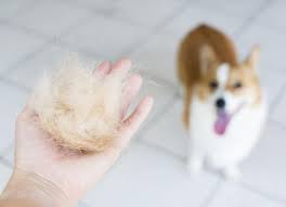 excessive shedding in dogs why is my