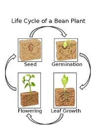 Life Cycle Of A Bean Plant Control Chart Bean Plant Life
