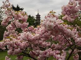 Flowering trees, in particular, have high aesthetic value. Where And When To See Cherry Blossom In London Londonist