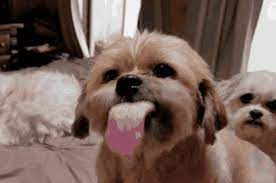 funny dog licking lips gif funny dog