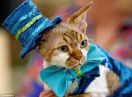 Image result for cats in bizarre clothes