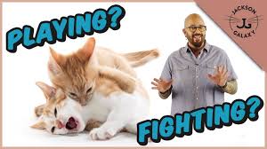 Cats are usually so aloof that any evidence of them being silly is worth treasuring. How To Tell The Difference Between Cats Playing And Fighting Youtube