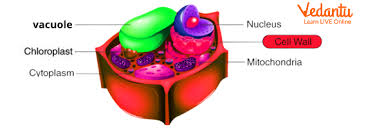 structural organisation of a cell