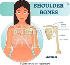 It forms an integral part of the digestive system. Labeled Human Shoulder Bone Anatomical Vector Illustration Diagram Poster Medical Health Care Information Canstock
