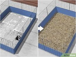 how to set up a guinea pig cage with