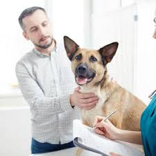 Higher doses may be given once daily, while lower doses are generally given twice daily. What Is Metronidazole For Dogs Dosage Uses And Side Effects