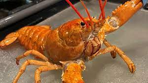 red lobster saves 2nd rare orange