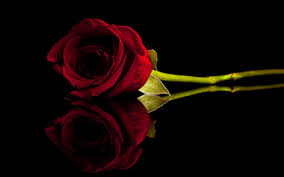 black and red roses wallpapers