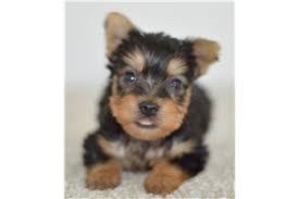 Bathing is necessary each month as he may develop skin issues. Silky Terrier Puppies For Sale Pawrade Com