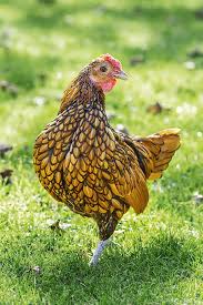 A Guide To Pedigree Purebred Heritage And Hybrid Chicken