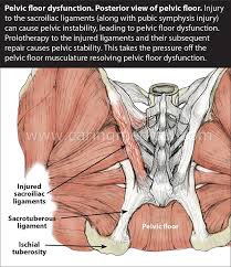 pelvic floor disorders pelvic girdle