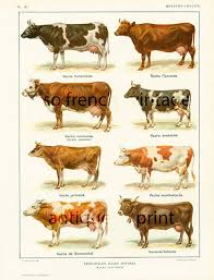 1922 Large Size Antique Cow Breeds Print Cow Bull Breeds