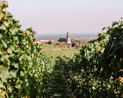 alsace wine route route des vins in