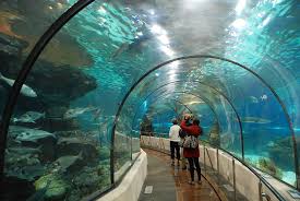 Image result for underwater world singapore
