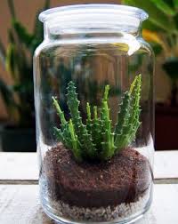 21 Indoor Plants You Can Grow In Jars