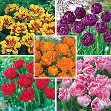 The flower head has a few long, leaflike bracts. Peony Flowering Tulip Collection Red Orange Yellow Pink And Violet Breck S