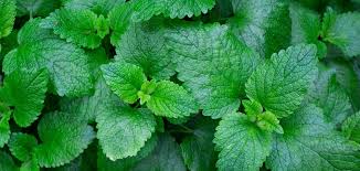 How do you know when mint is ready to pick?