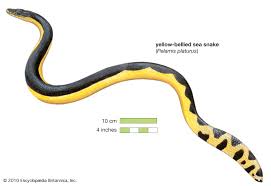 Sea Snake Types Habitat Facts Britannica