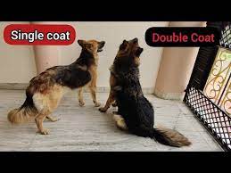 Double Coat German Shepherd
