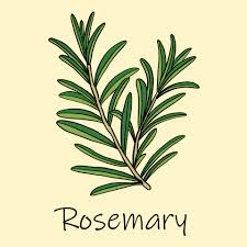 نتیجه جستجوی لغت [rosemary] در گوگل