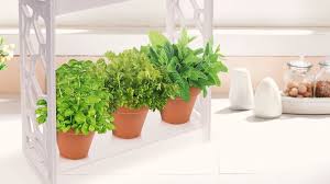 s to grow an indoor garden